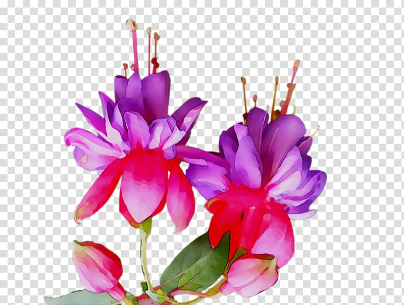 Floral Flower, Floral Design, Cut Flowers, Pink M, Herbaceous Plant, Family M Invest Doo, Plants, Pnk transparent background PNG clipart