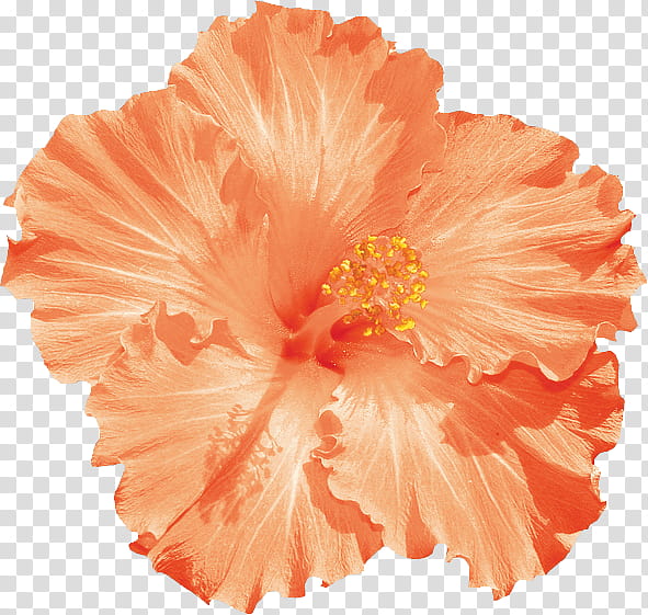 Summer s, orange hibiscus flower in bloom transparent background PNG clipart