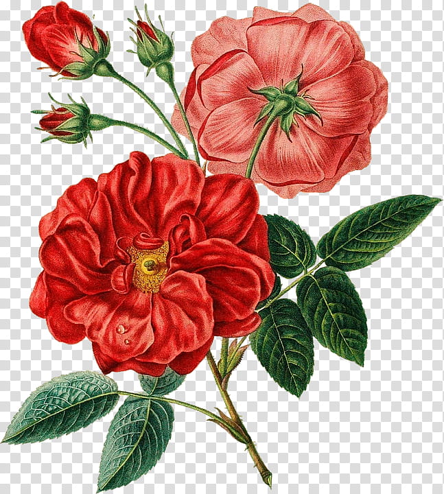 Vintage Flowers, red petaled flower transparent background PNG clipart
