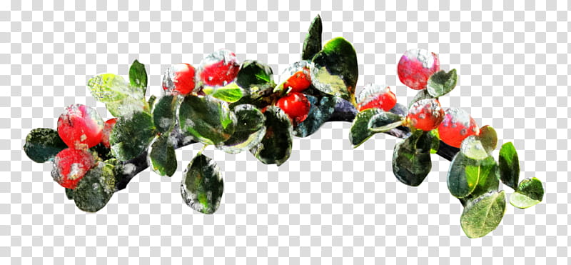 Christmas I, red fruit illustration transparent background PNG clipart
