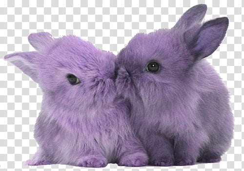 two purple rabbits kissing transparent background PNG clipart