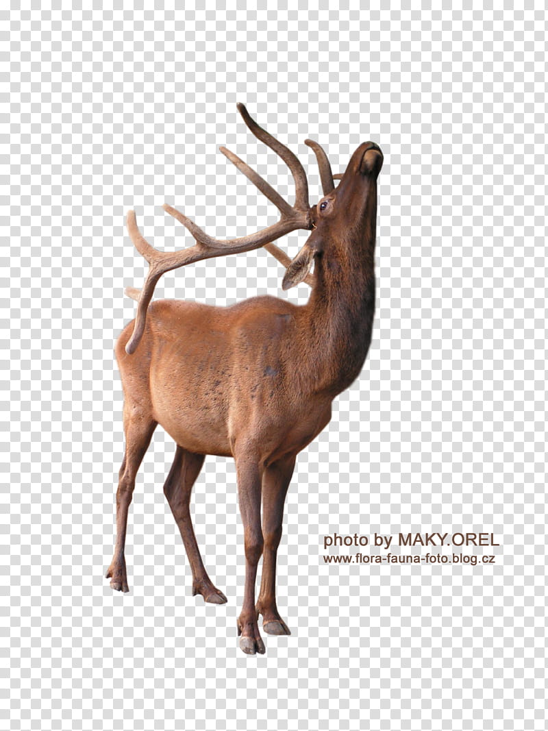 SET Deer, brown deer with text overlay transparent background PNG clipart