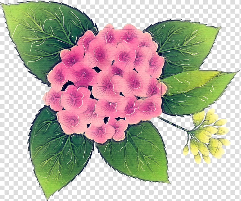 Pink Flower, Hydrangea, Plant, Hydrangeaceae, Petal, Leaf, Cornales, Lantana transparent background PNG clipart
