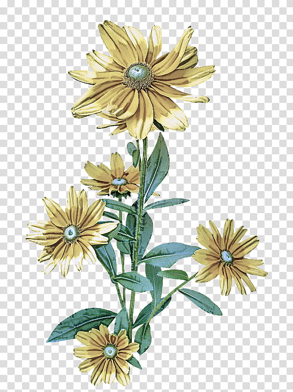 sunflower, Plant, Flowering Plant, Petal, Aster, Wildflower, African Daisy, Daisy Family transparent background PNG clipart
