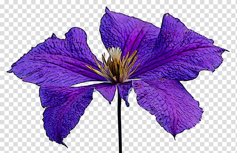 flower purple violet petal plant, Leaf, Clematis, Delphinium, Bellflower, Bellflower Family transparent background PNG clipart