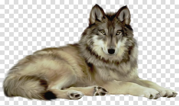 Wolf, white and black wolf painting transparent background PNG clipart