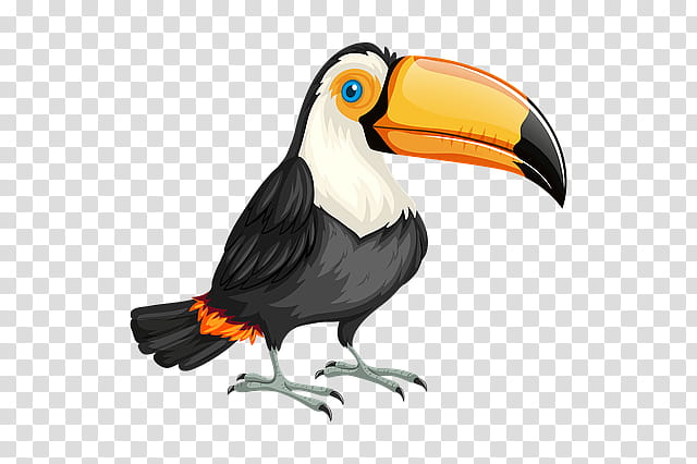 Hornbill Bird, Mug, Toucan, Beak, Piciformes, Wing, Vulture transparent background PNG clipart