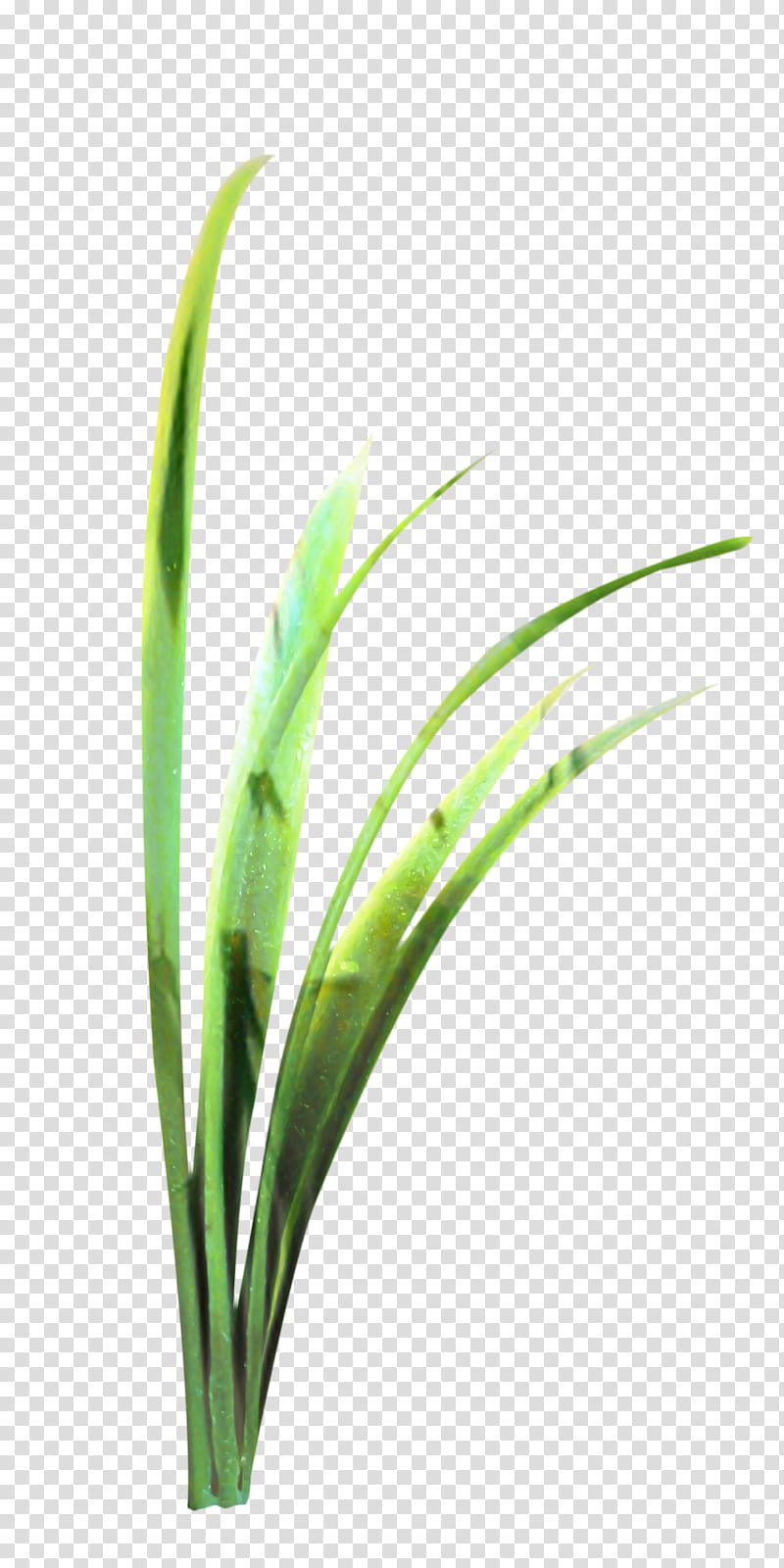 Grass, Sweet Grass, Plant Stem, Leaf, Commodity, Grasses, Plants, Grass Family transparent background PNG clipart