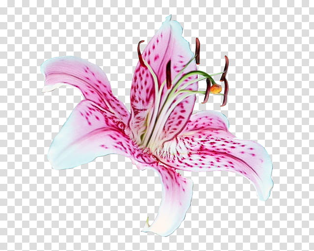 Easter Lily, Tiger Lily, Madonna Lily, Lily stargazer, Flower, Arumlily, Cut Flowers, Plants transparent background PNG clipart