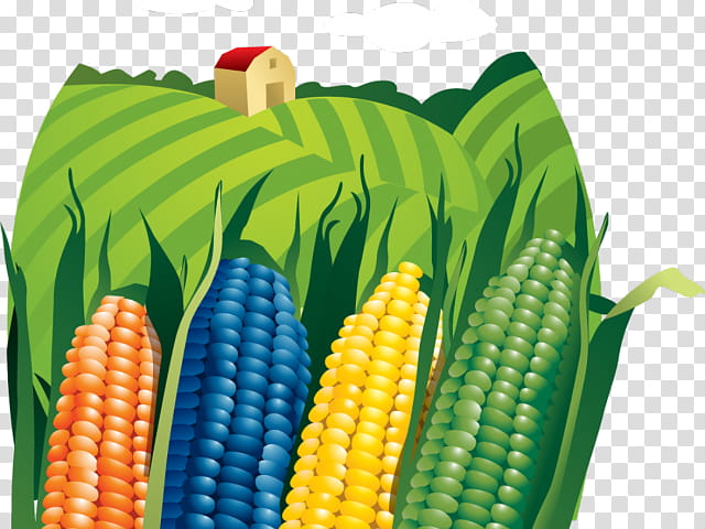 Vegetable, Corn, Agriculture, Field Corn, Logo, Corn On The Cob, Corn Kernels, Sweet Corn transparent background PNG clipart