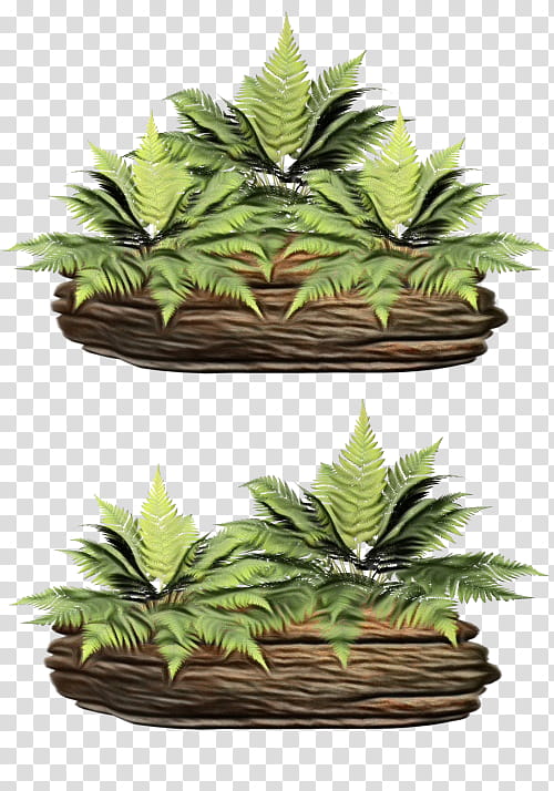 Palm Tree, Fern, Plants, Leaf, Bregner, Vascular Plant, Tree Fern, Houseplant transparent background PNG clipart