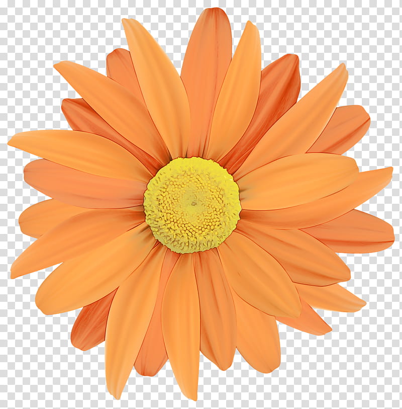 Orange, Watercolor, Paint, Wet Ink, Barberton Daisy, Gerbera, Flower, Petal transparent background PNG clipart