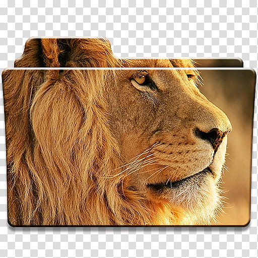 Big Cats Folder Icons Windows Only , . The King transparent background PNG clipart