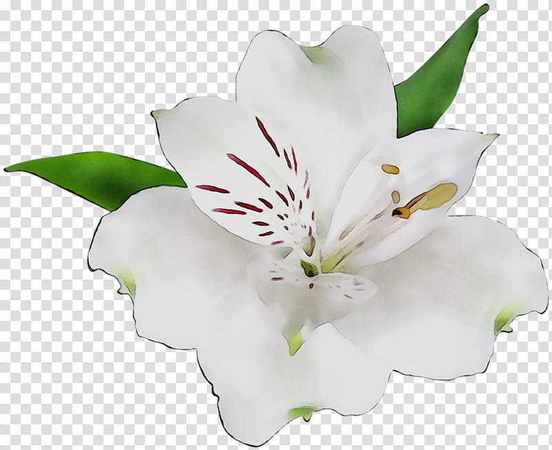 White Lily Flower, Lily Of The Incas, Cut Flowers, Lily M, Peruvian Lily, Petal, Plant, Stargazer Lily transparent background PNG clipart