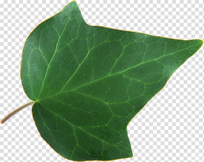 Ivy, Leaf, RAR, Archive File, Megabyte, Plant transparent background PNG clipart