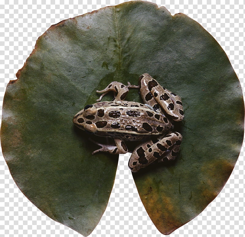Frog, Animal, Amphibians, Reptile, Leopard Frog, Tree Frog, Northern Leopard Frog, True Frog transparent background PNG clipart