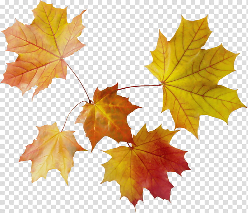Autumn Leaves Watercolor, Paint, Wet Ink, Maple Leaf, Plane Trees, Sycamore Maple, Bark, Grape Leaves transparent background PNG clipart