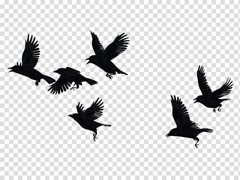 Crows Mega , silhouette of birds transparent background PNG clipart
