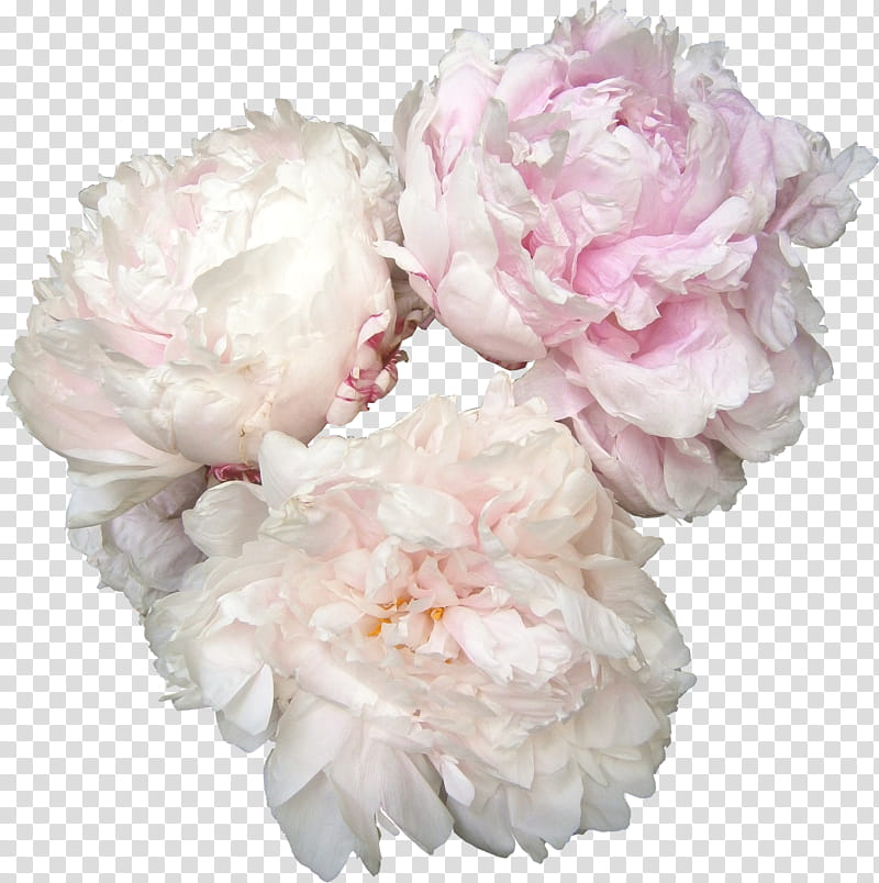 Flower power s, pink and white petaled flower transparent