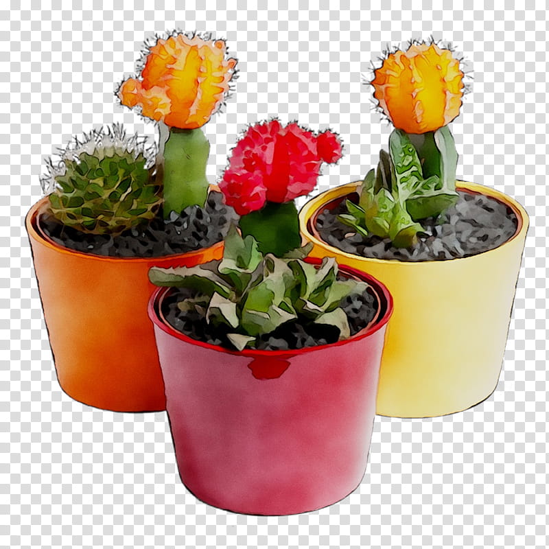 Cactus, Flower, Flowerpot, Plant, Houseplant, Thorns Spines And Prickles, Hedgehog Cactus, Prickly Pear transparent background PNG clipart