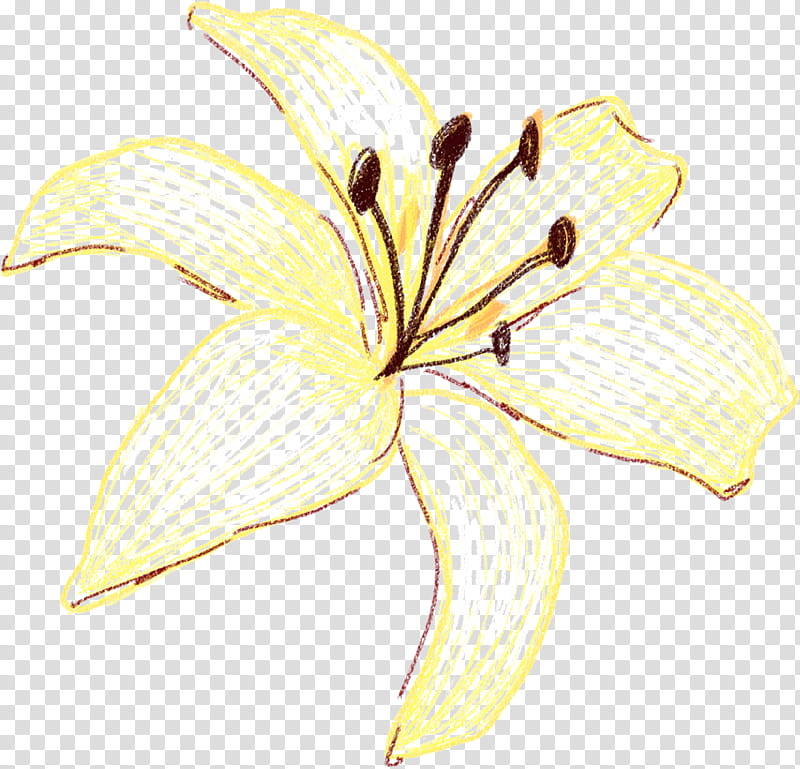 lily yellow flower petal plant, Daylily, Lily Family, Amaryllis Belladonna, Herbaceous Plant, Cut Flowers, Pedicel, Hippeastrum transparent background PNG clipart