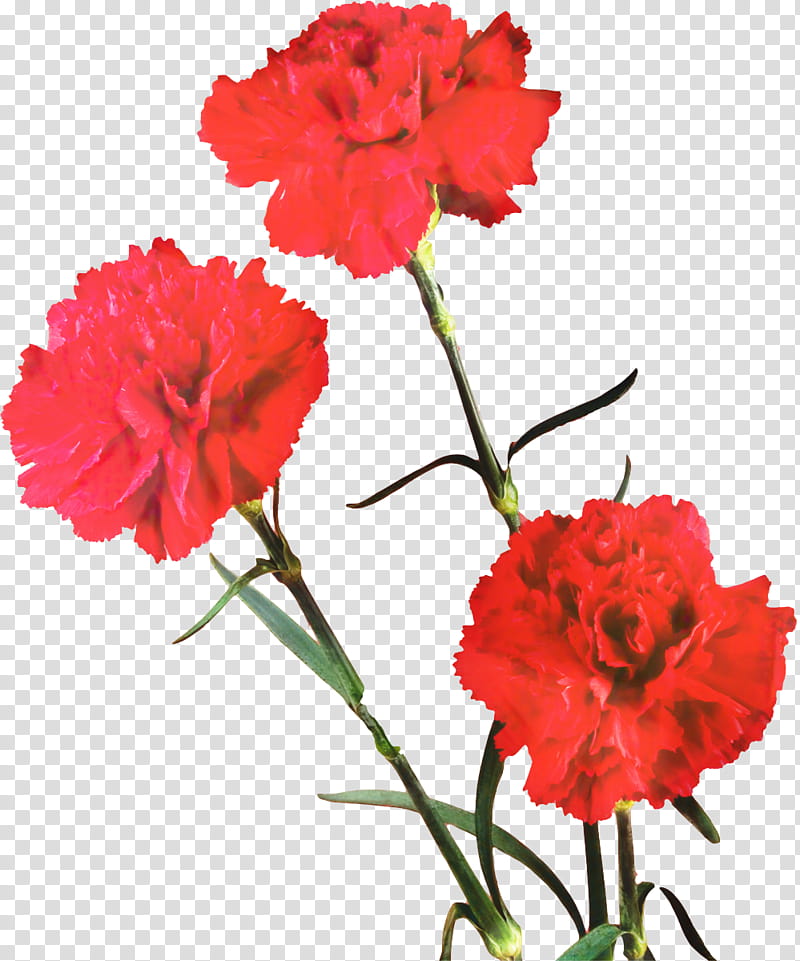 Drawing Of Family, Carnation, Flower, Cut Flowers, Herbaceous Plant, Plant Stem, Red, Flores De Corte transparent background PNG clipart