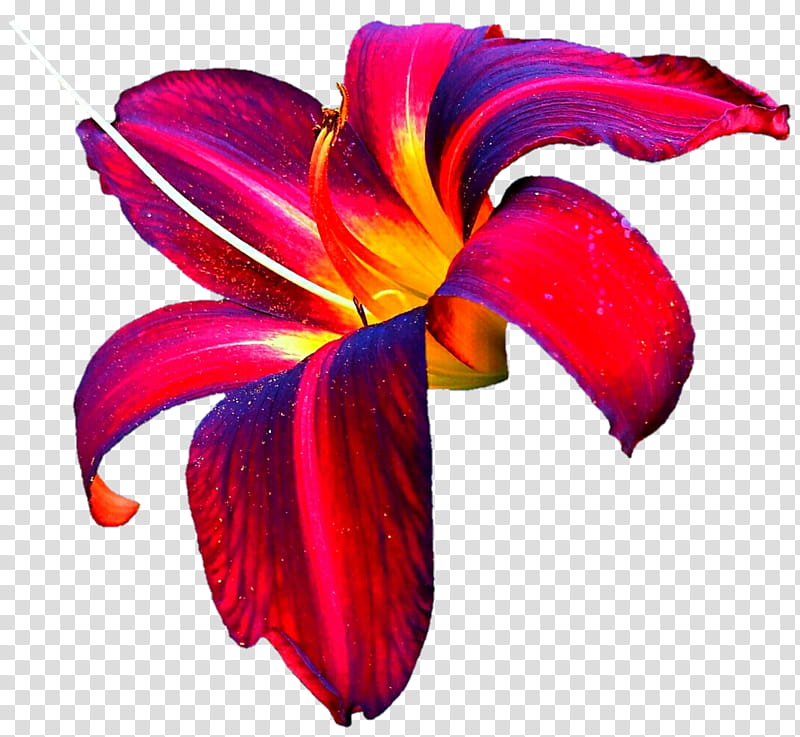 Stunning Lily transparent background PNG clipart