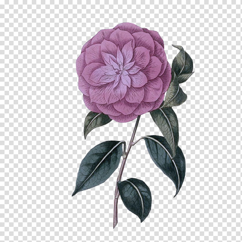 Rose, Flower, Violet, Purple, Plant, Petal, Pink, Japanese Camellia transparent background PNG clipart