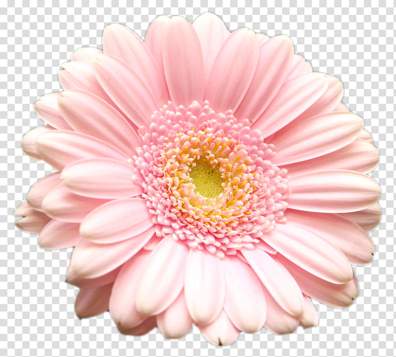 Spring Blooming, pink Gerbera daisy flower on black background transparent background PNG clipart