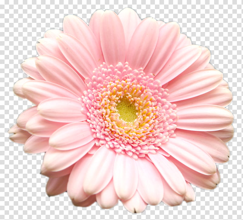 pink gerber daisy clip art