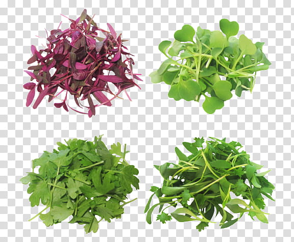 Grass Flower, Microgreen, Greens, Salad, Curly Kale, Food, Nutrition, Vegetable transparent background PNG clipart