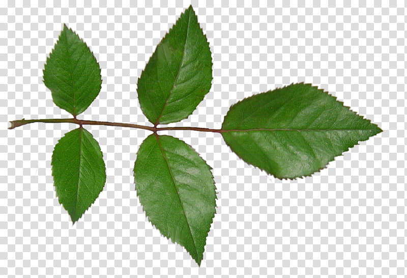 rose leaf, five ovate green leaves transparent background PNG clipart