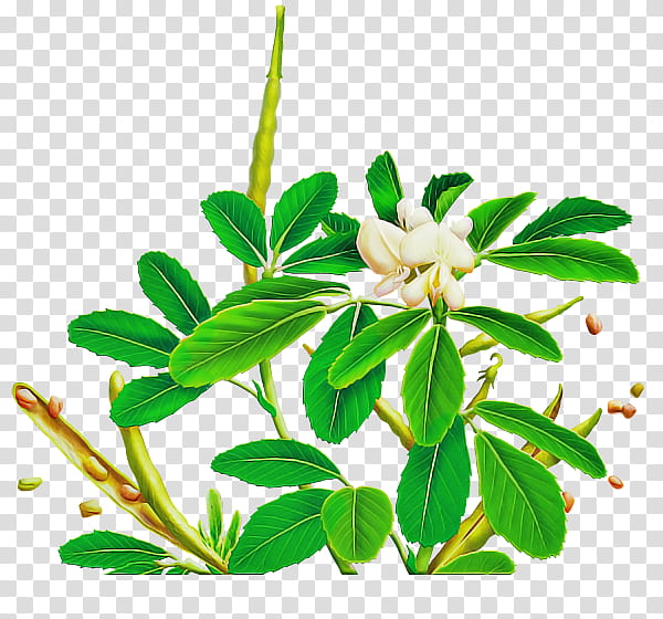 flower plant leaf branch herbal, Plant Stem, Mock Orange, Daphne transparent background PNG clipart