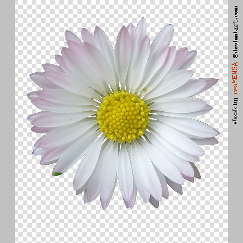 Daisy , white daisy flower transparent background PNG clipart