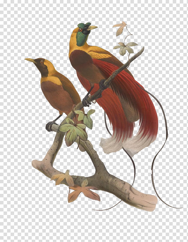 Birds, red yellow and blue bird on brown tree branch transparent background PNG clipart