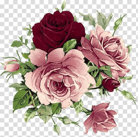 Roses, two pink and one red roses transparent background PNG clipart
