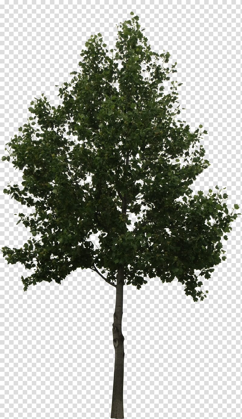 Oak Tree Leaf, Tree Fern, Plants, Larch, Branch, Landscape, Broadleaved Tree, Woody Plant transparent background PNG clipart