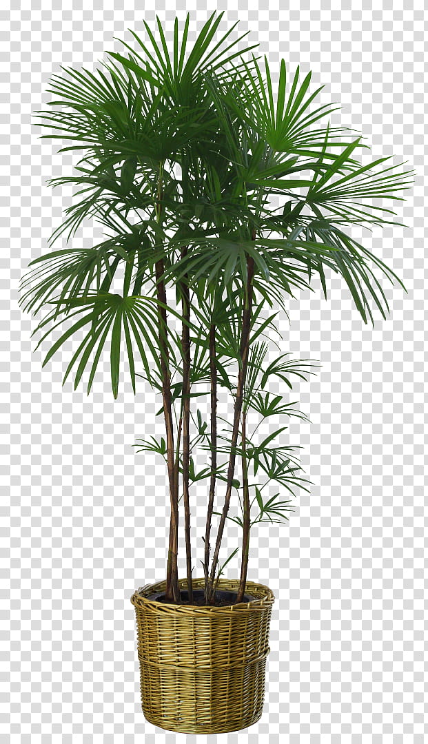 Cartoon Palm Tree, Potted, Houseplant, Flowerpot, Palm Trees, Plants, Garden, Bonsai transparent background PNG clipart