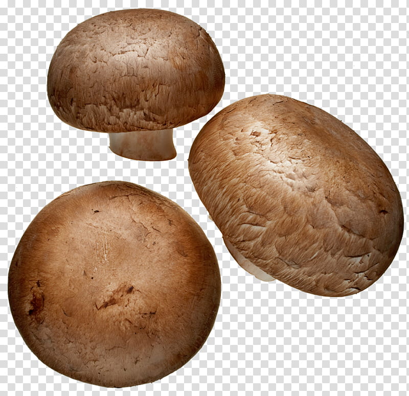 Cartoon Border, Common Mushroom, Edible Mushroom, Shiitake, Pleurotus Djamor, Shimeji, Fungus, Taste transparent background PNG clipart