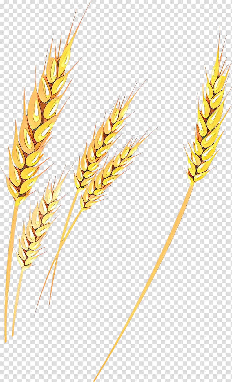 Grass Flower, Emmer, Einkorn Wheat, Triticale, Cereal Germ, Rye, Barleys, Semolina transparent background PNG clipart