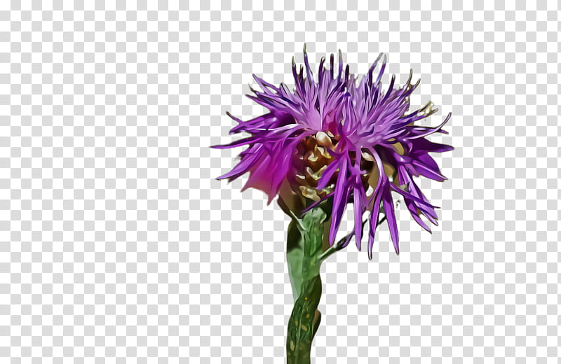 flower plant purple thistle silybum, Daisy Family, Cynara, Artichoke Thistle, Cut Flowers transparent background PNG clipart