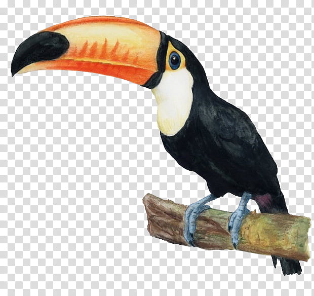 Hornbill Bird, Toucan, Beak, Piciformes transparent background PNG clipart