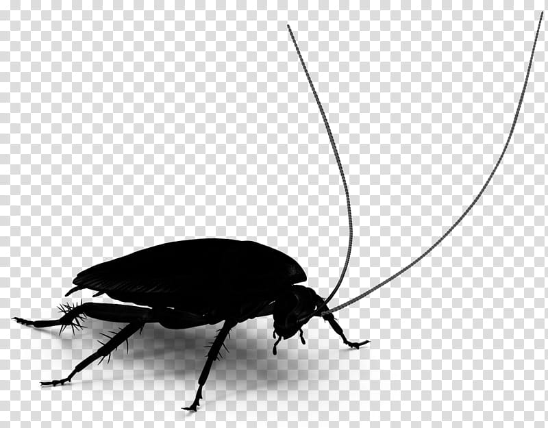 Leaf, Cockroach, Beetle, Membrane, Insect, Pest, Ground Beetle, Blister Beetles transparent background PNG clipart