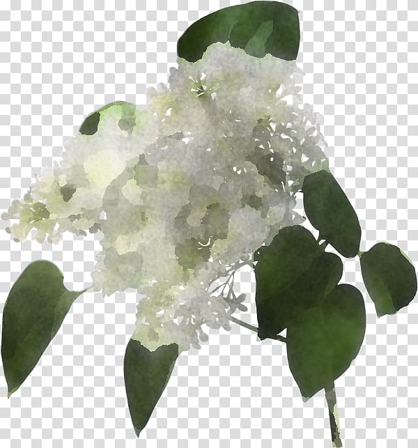 flower white plant leaf lilac, Hydrangea, Petal, Tree, Hydrangeaceae, Cut Flowers, Mock Orange, Cornales transparent background PNG clipart