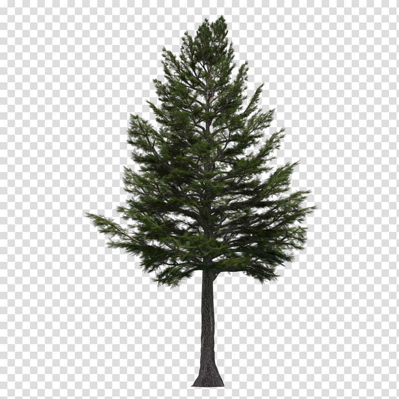 Share 77 deodar tree sketch  seveneduvn