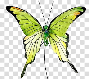 BUTTERFLIES, green and black swallowtail butterfly transparent background PNG clipart