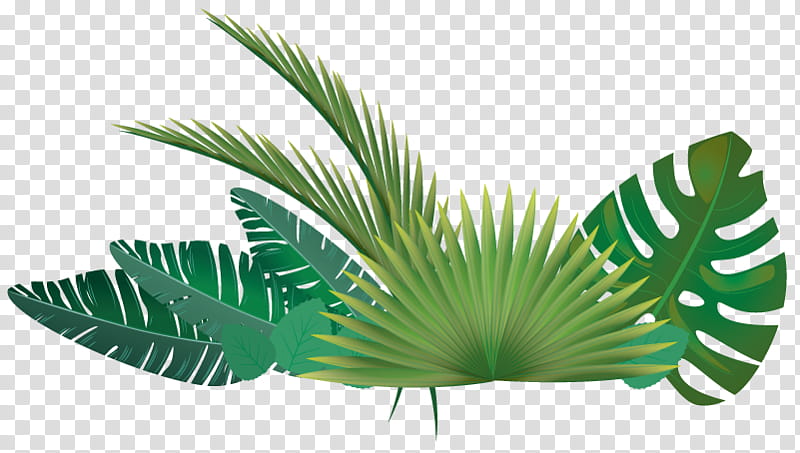 Palm Tree Leaves, Palm Trees, Leaf, Plants, Plant Stem, Palm Branch, Green, Green Leaf Leaves transparent background PNG clipart