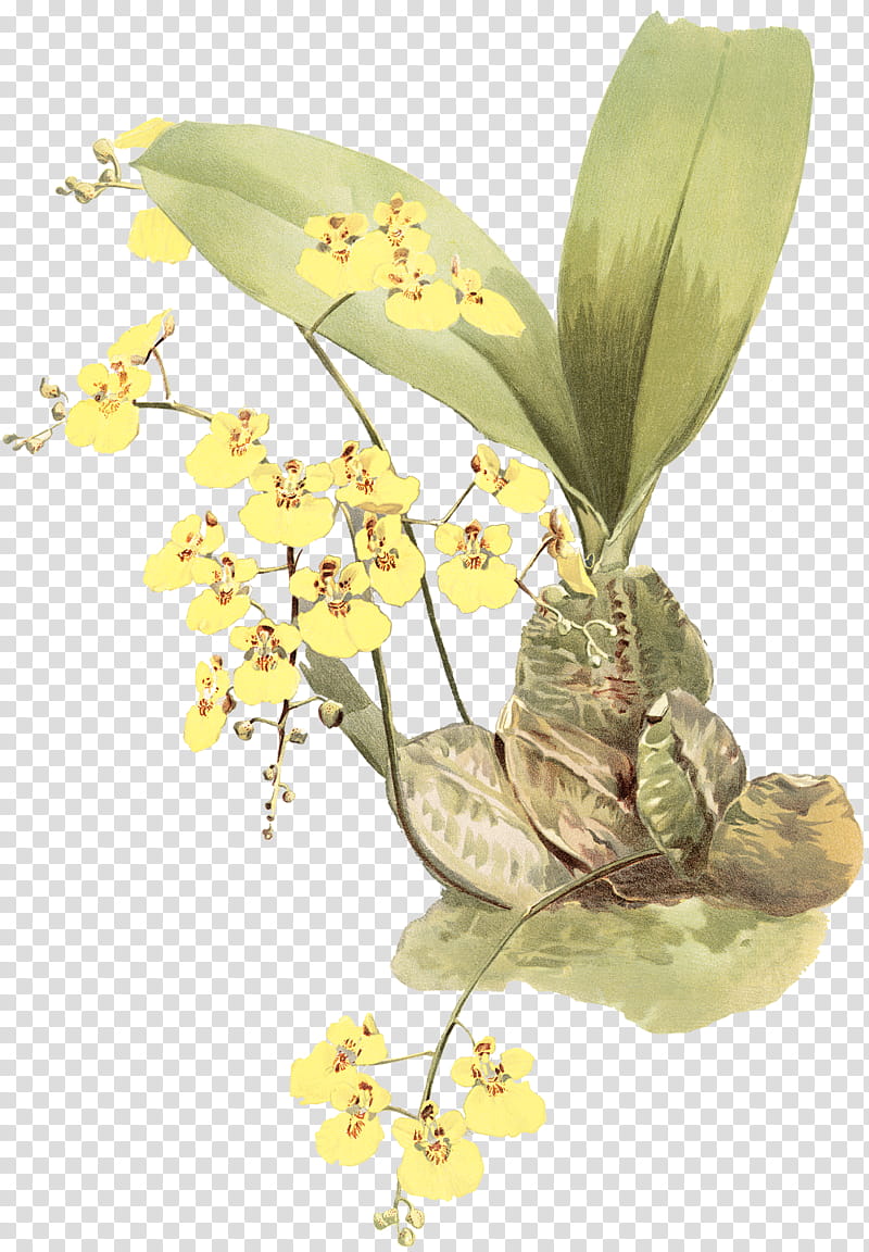 Orchid Flower, Reichenbachia Orchids Illustrated And Described, Dancinglady Orchid, Drawing, Alamy, Lithography, Henry Frederick Conrad Sander, Moth Orchid transparent background PNG clipart