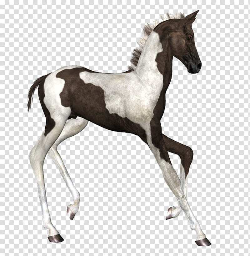Painted Foal, white and brown horse transparent background PNG clipart