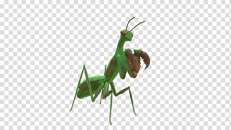SPORE creature: Praying Mantis transparent background PNG clipart
